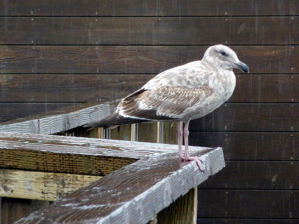 perched 