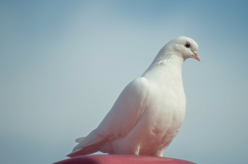 perching pigeon picture cute elegant closeup