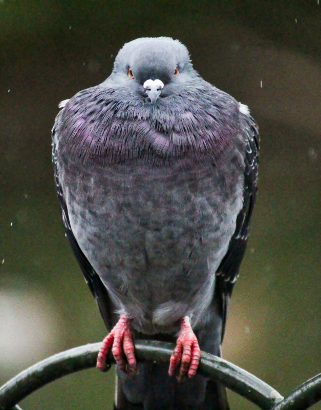 perching pigeon picture dark closeup