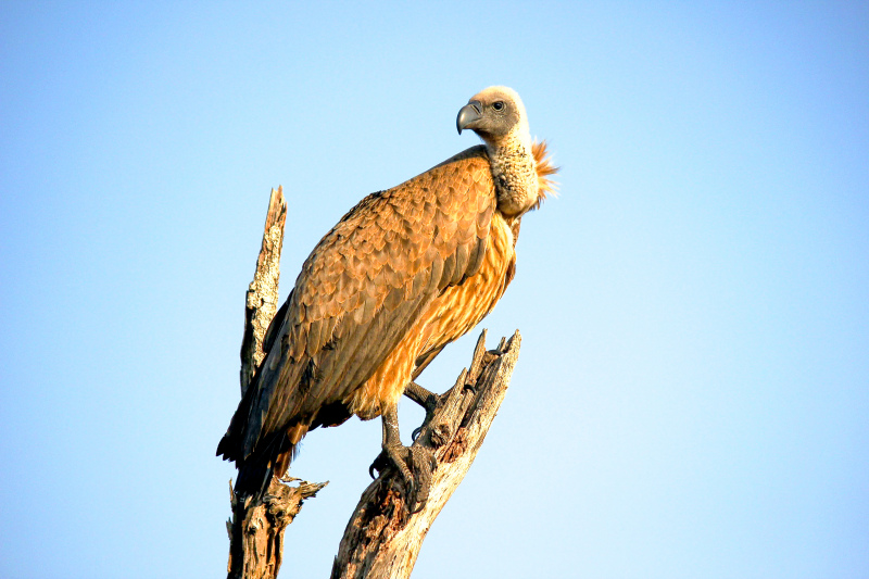 perching vulture picture bright elegant realistic 