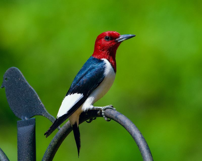 perching woodpecker picture cute elegant 
