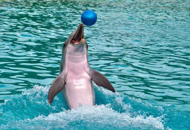 performing dolphin backdrop picture cute dynamic 