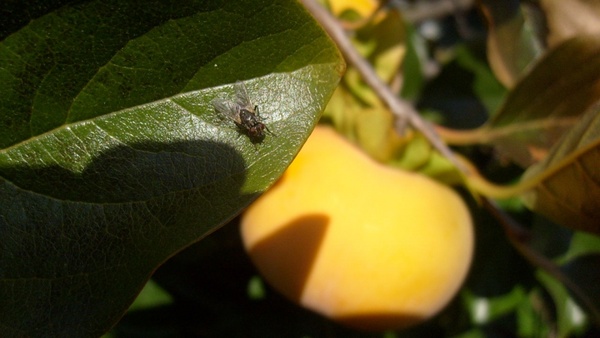 persimmon 