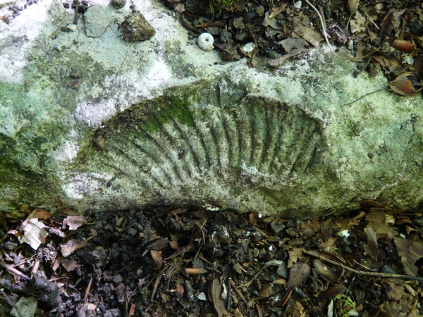 petrification ammonit shell 