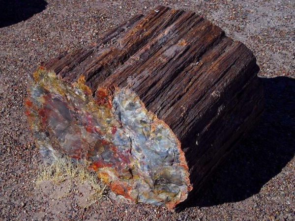 petrified tree arizona petrification 