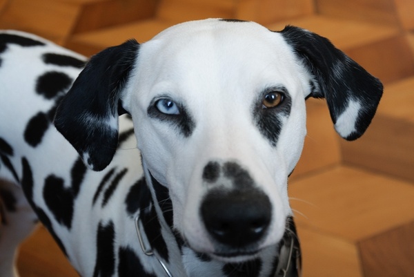 pets dog dalmatians 