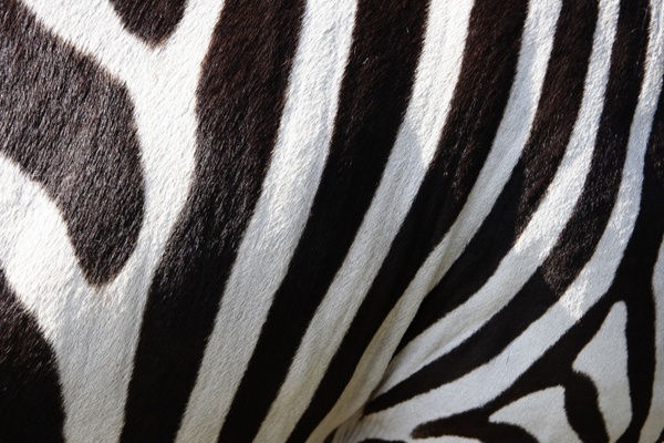pets zebra zebra crossing