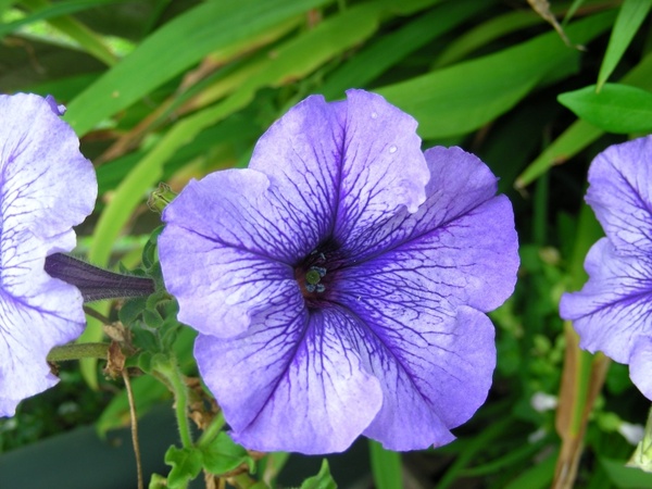 petunia flower purple flowers
