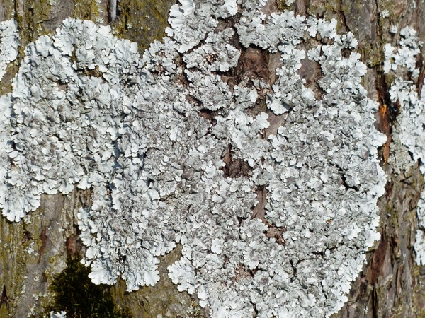 phaeophyscia orbicularis laubflechte lichen