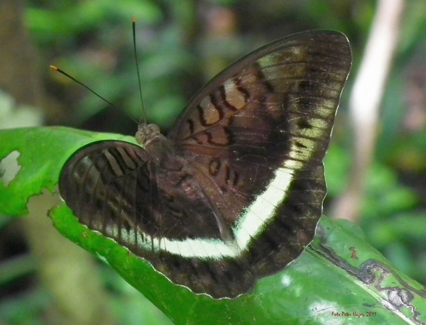 philippine butterfly