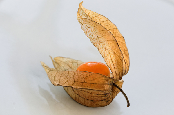 physalis 024 