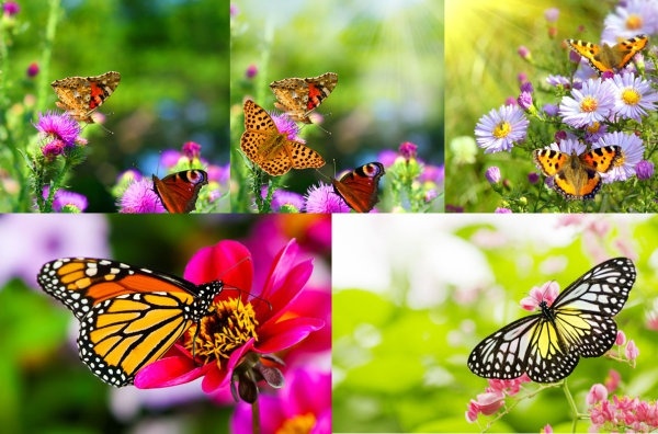 picture of flowers and butterflies hd 