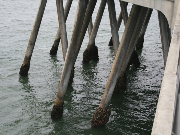 pier pilings with barnacles