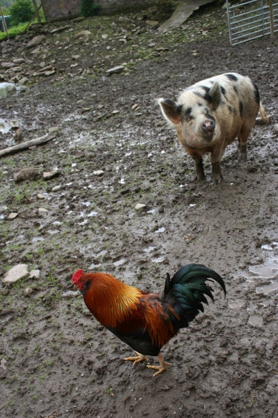 pig and chicken