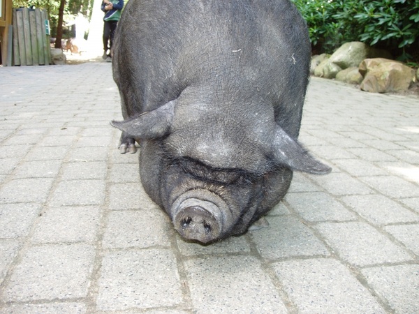 pig dwarf hausschwein