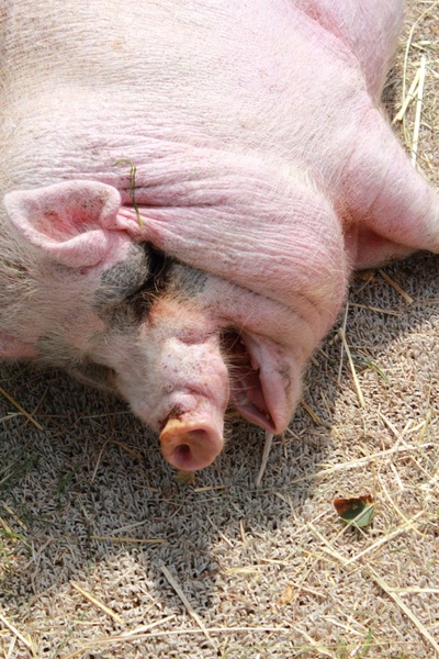 pig head farm