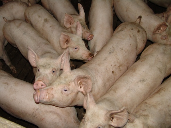 pig pork animals