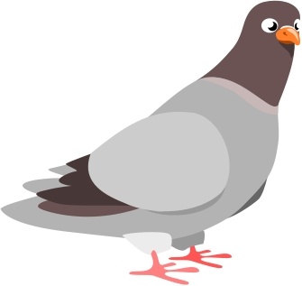 Pigeon 