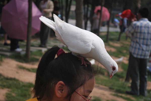 pigeon bird white
