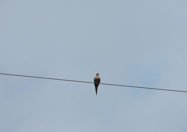 pigeon on a wire