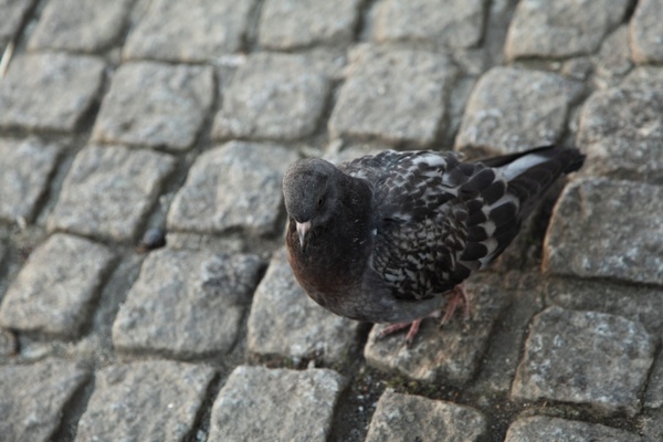 pigeon on pavement