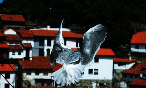 pigeons asturias wings