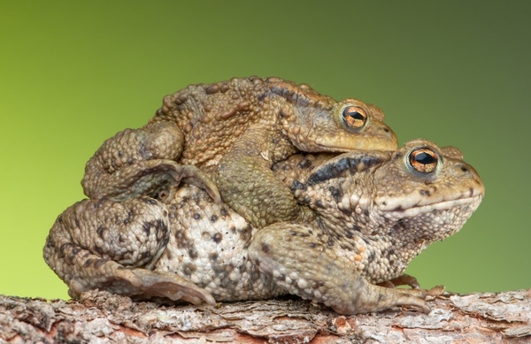 piggyback toad frog