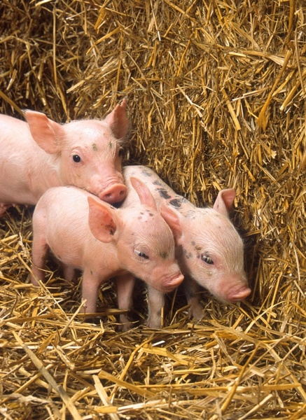 pigs piglets babies