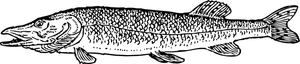 Pike Fish Animal clip art 