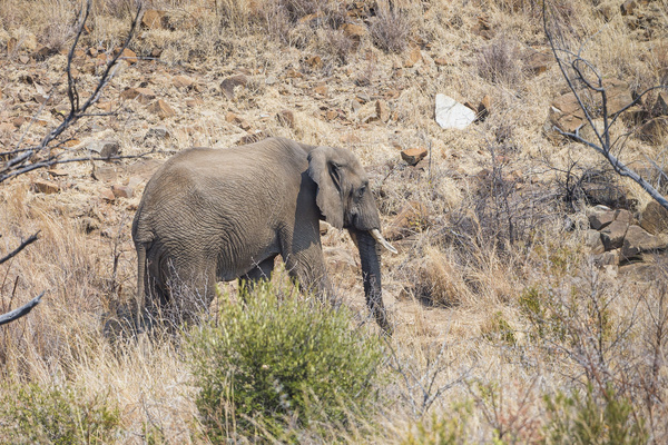 pilanesberg elephant