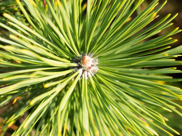 pine 3 