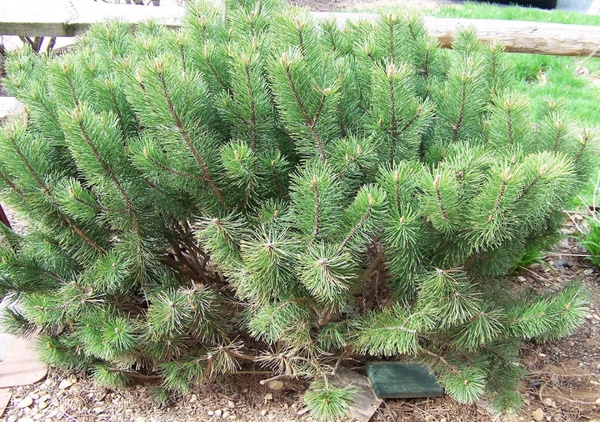 pine bush