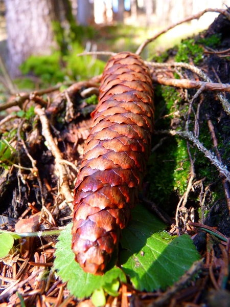 pine cones brown spruce woodland