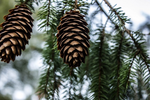 pine cones in yellow river state forest iowa