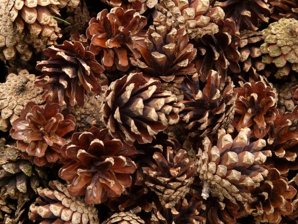 pine cones pine wood