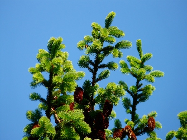 pine cones tap tree