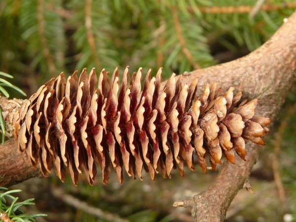 pine cones tap tree