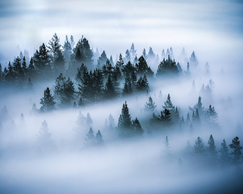 pine forest scenery picture contrast heavy foggy