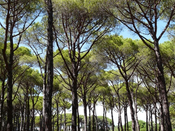 pine forest trees