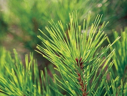 pine leaves closeup picture