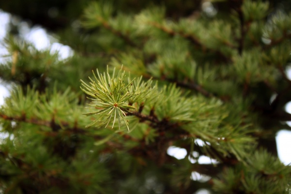 pine pine branch pine needles