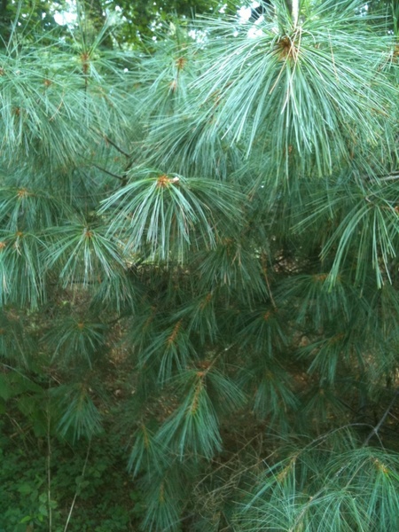 pine tree green