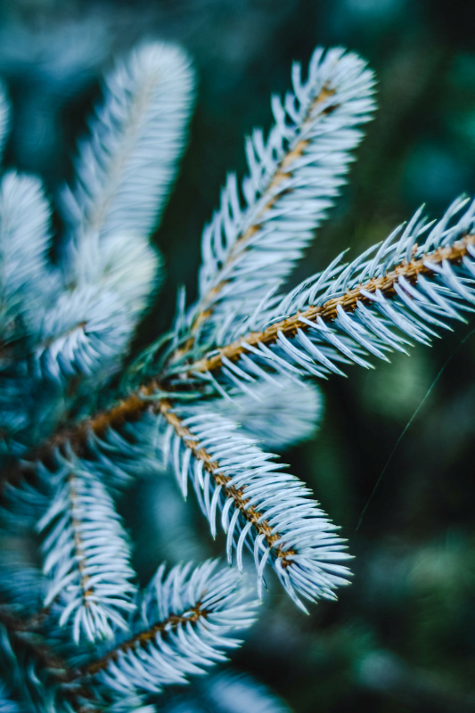 pine tree picture elegant blurred closeup 