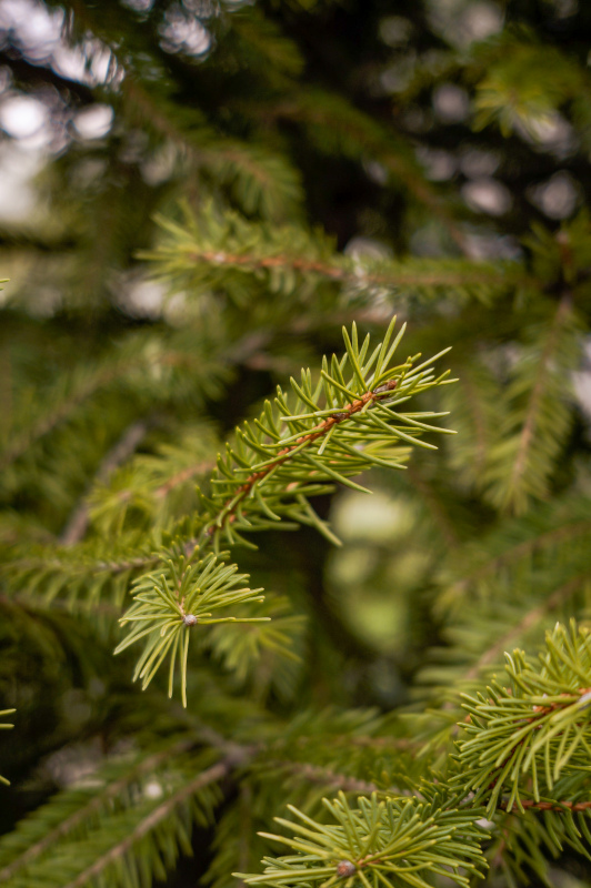 pine tree picture elegant blurry 