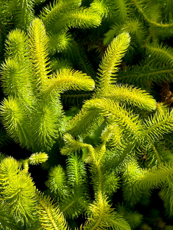 pine tree picture elegant closeup