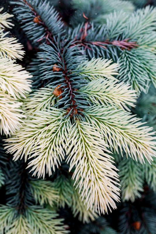 pine tree picture elegant realistic closeup 