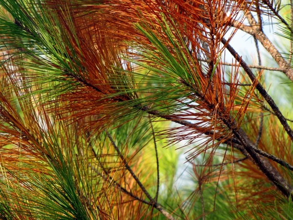 pine tree pine needles
