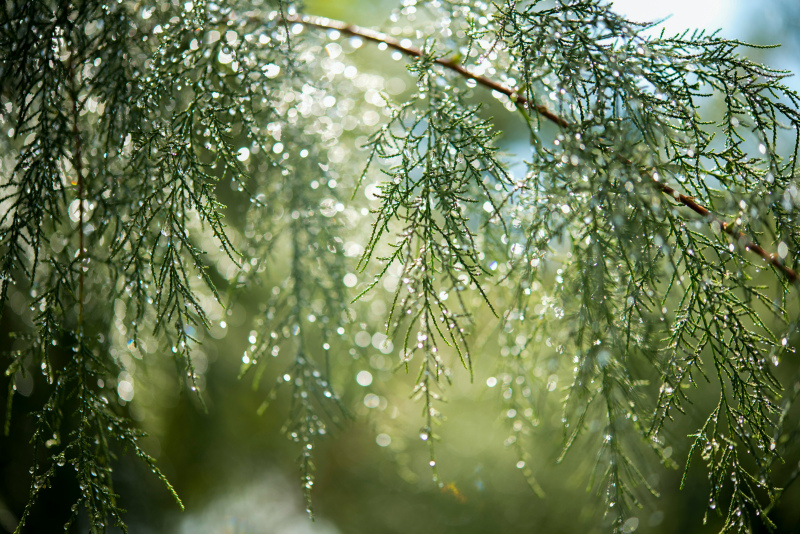 pine tree scene picture elegant closeup wet branch 
