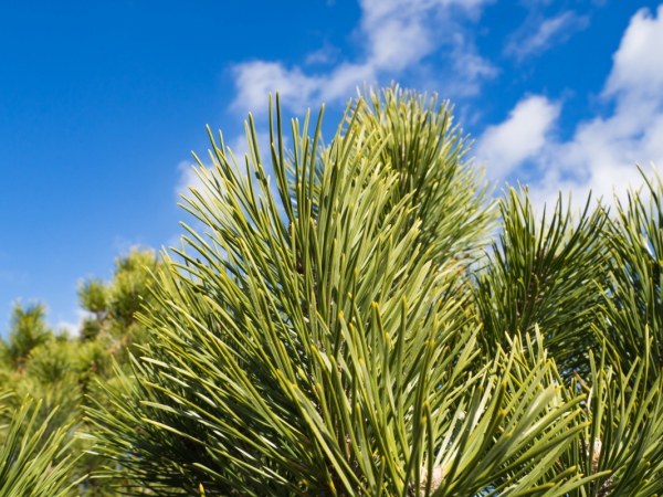pine trees under blue sky