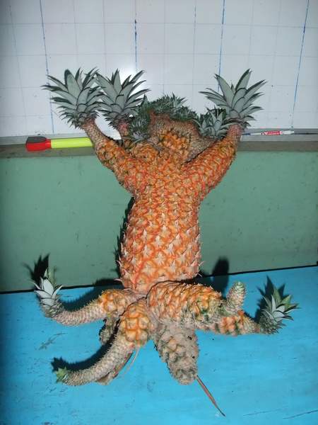 pineapple monster